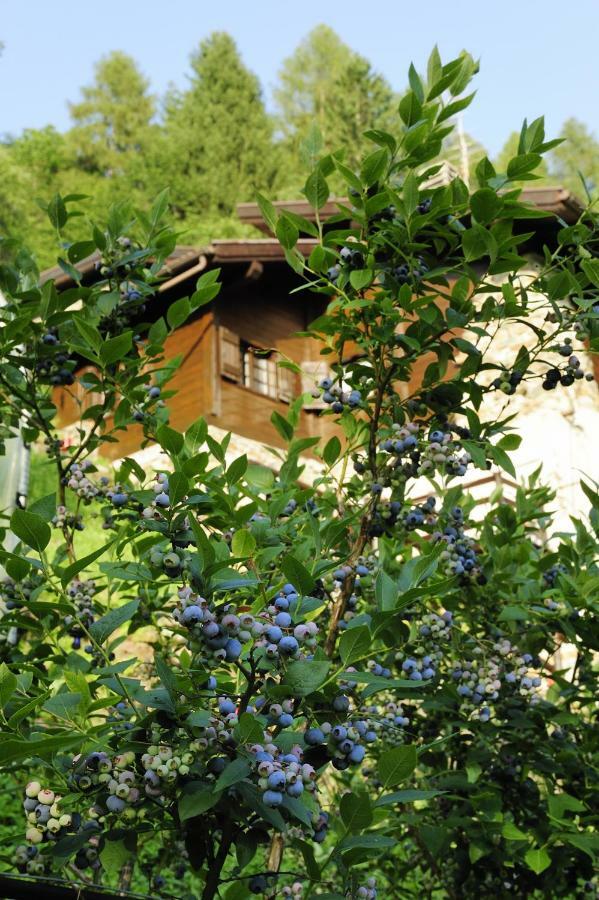 B&B Il Sambuco Vignola  Εξωτερικό φωτογραφία